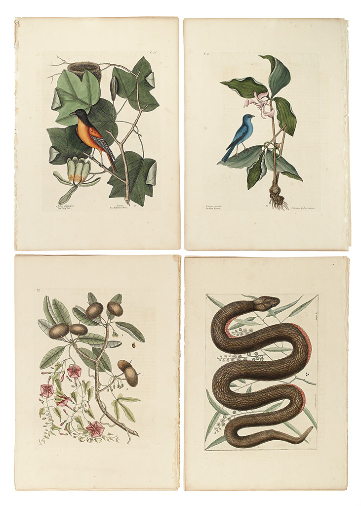 CATESBY, MARK. Fifteen hand-colored engraved plates,